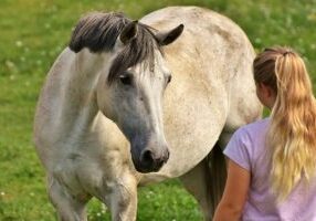 equicoaching